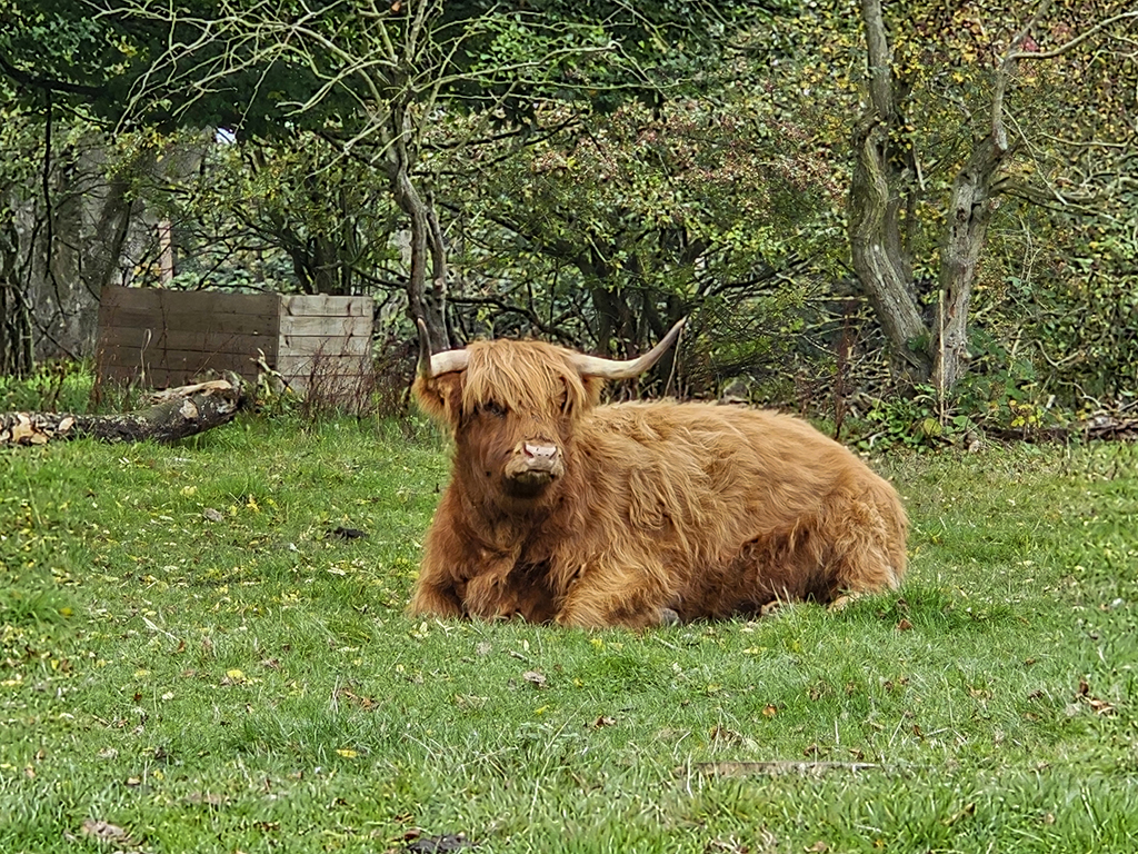 Highland cattle at Eleanors Byre