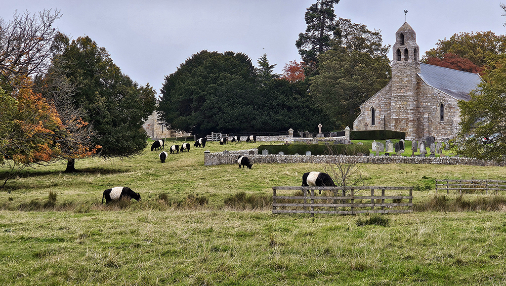 Belted Galloway Cattle in Ford