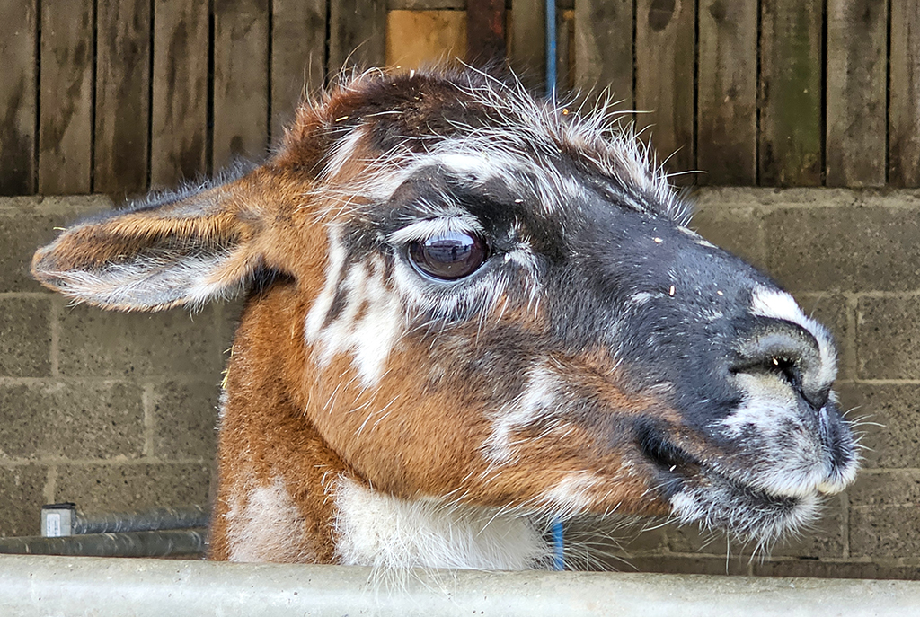 Alpaca closeup