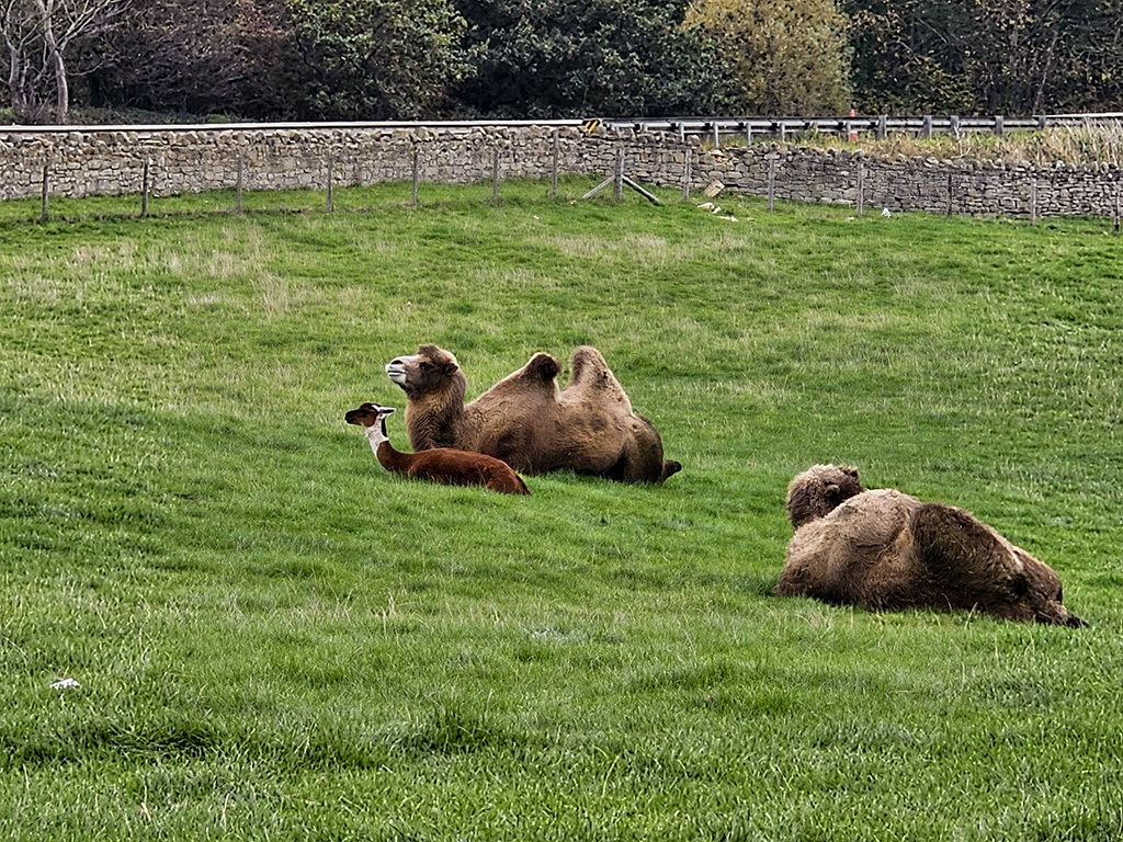 Camels