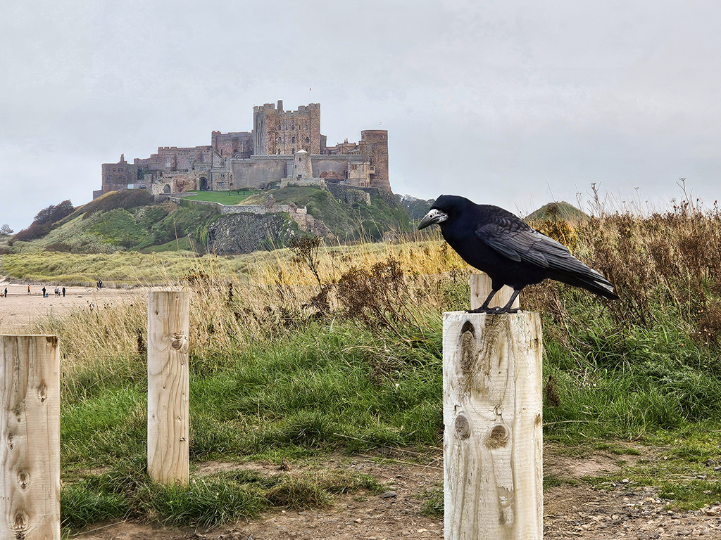 A raven looks at the castle and beach