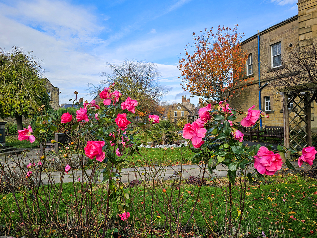 Bakewell Bath Gardens late roses