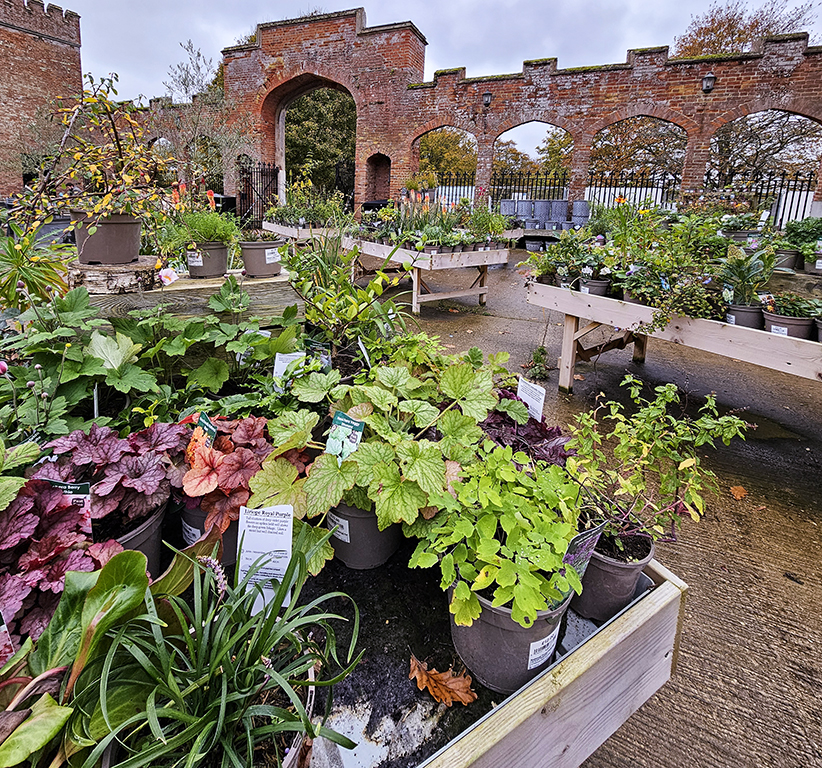 plant sales at Felbrigg Hall