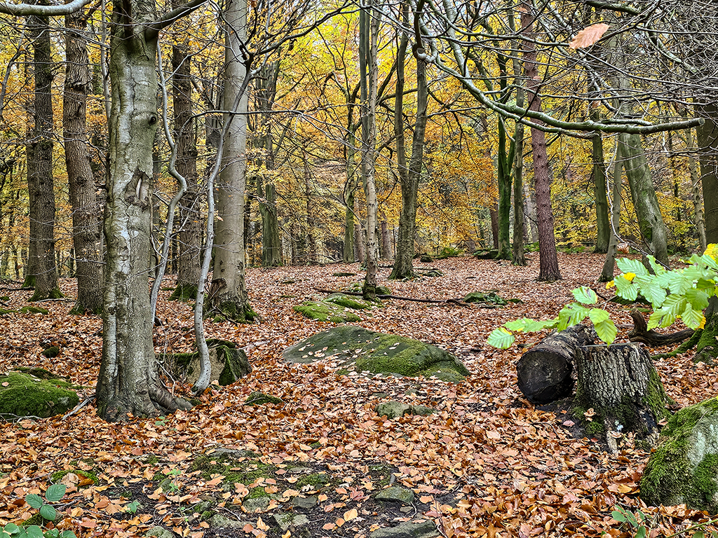 Heatherdene woods