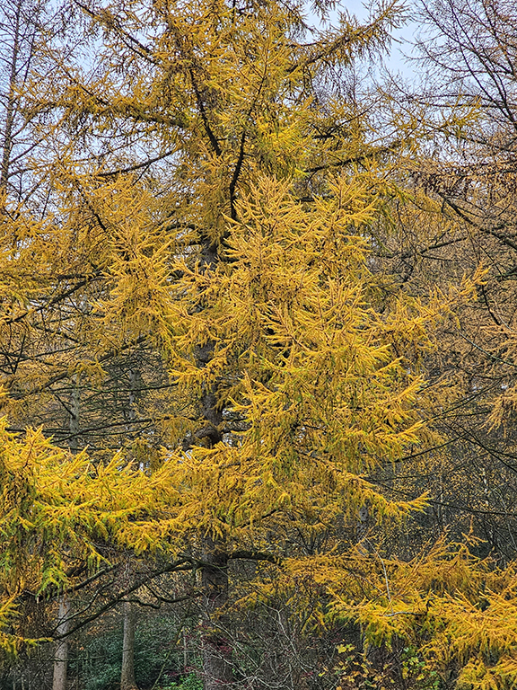 Ladybower larch trees