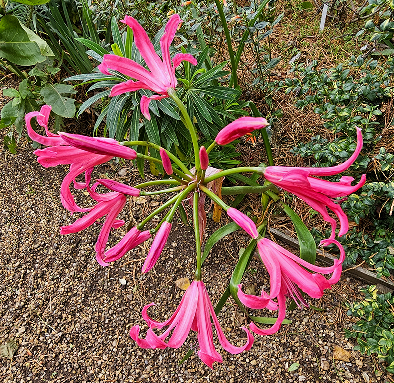 Nerines