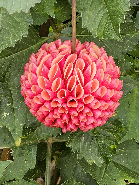dahlia